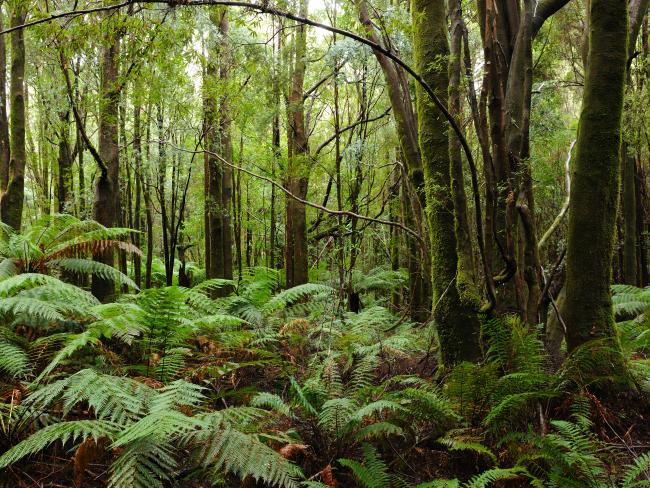 Best Australia rainforests: Daintree, Minnamurra, Gondwana, hikes ...