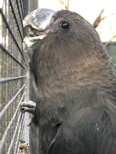 The Glossy Black Cockatoo at Featherdale Wildlife Park.