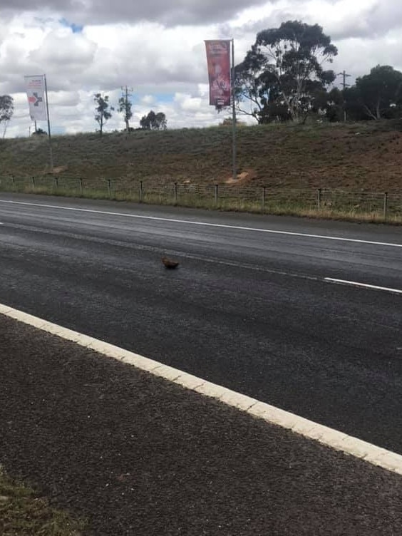 A rock lying on the highway.