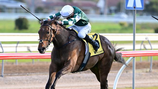 Deny Knowledge gave jockey Blake Shinn his third Grafton Cup success on Thursday. Picture: Grant Peters - Trackside Photography