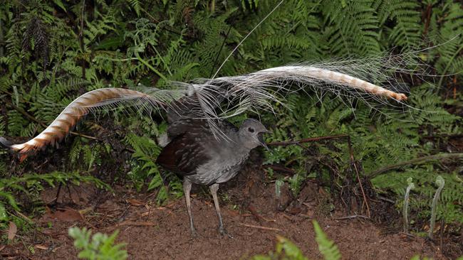 A lyrebird displaying on his mound during mating season. Picture: Ian Wilson