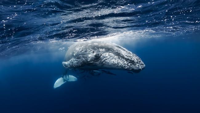 Sweet dreams: the snoozing humpback. Picture: Zeke Laing