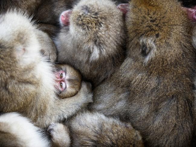 Photo and caption by Hidetoshi Ogata / National Geographic Travel Photographer of the Year Contest Little Eyewitness. 