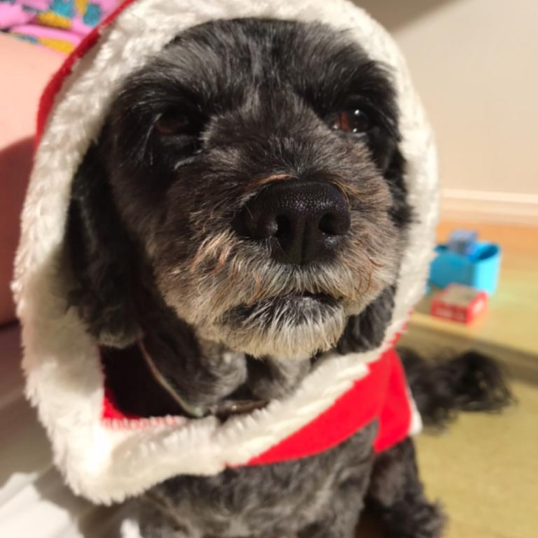 Christmas Day celebrations. Willow in her Santa suit. She wasn’t impressed! Picture: Liana