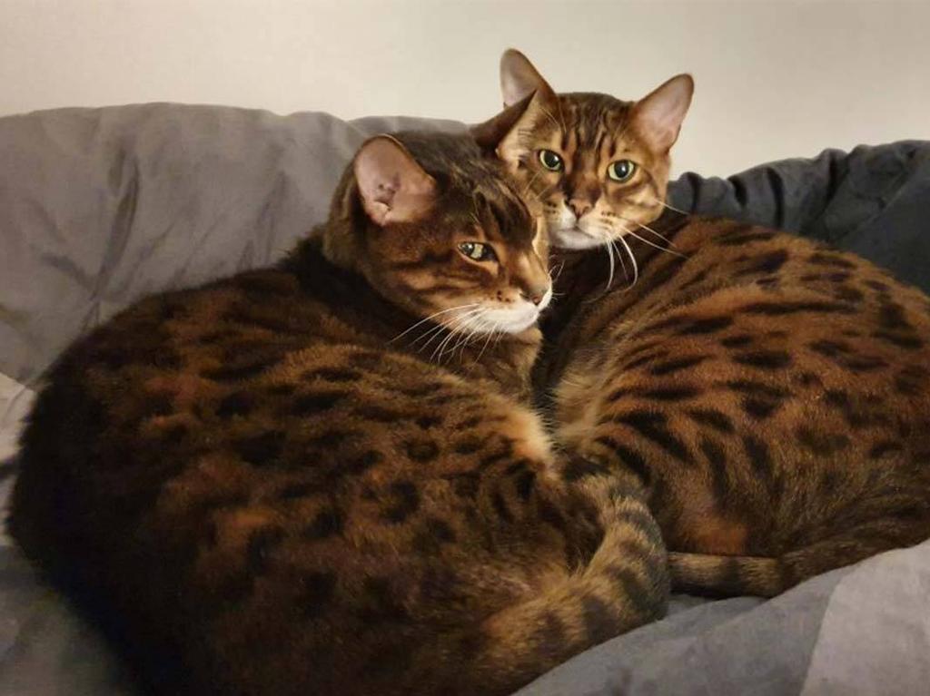 Marcus purchased his two Bengal cats from Amsterdam when he was living in the Dutch capital. Picture: supplied