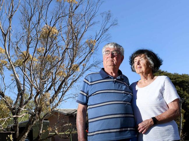 ST KILDA'S DYING TREES. Kevin and Marilyn Collins with the large tree on their property that died this week, at the northern end of St Kilda. Pictured on their St Kilda property on the 5th April, 2021. Picture: Tricia Watkinson