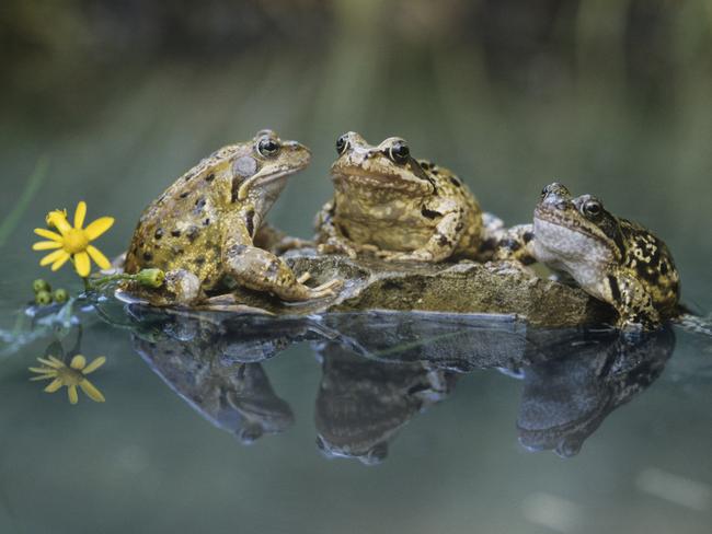 The other kind of “friend-frogging”.