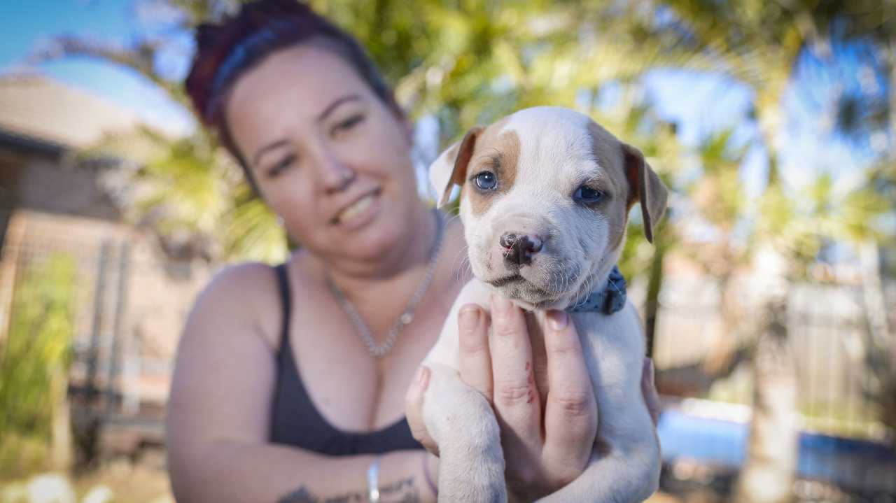 New animal rescue group forms after RSPCA closure | The Courier Mail