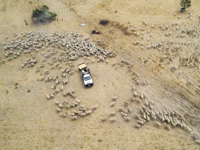 REGIONAL ACHIEVER: BlazeaidRegional community award winners Kevin and Rhonda Butler from Blazeaid  with and without their award on their property. Kevin feeding 1200 sheep PICTURED: DRONE feeding sheepPICTURE: ZOE PHILLIPS