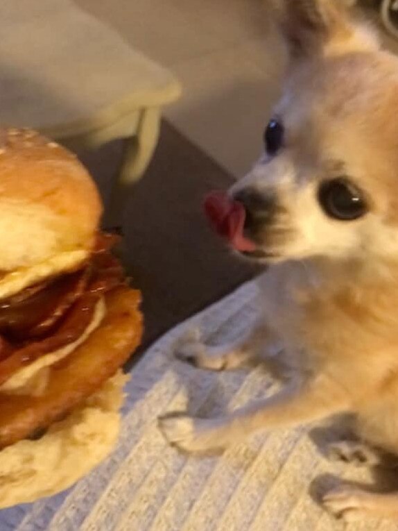 Hello There, my name is Atari AKA The Chuffâ 13 Years from Chevron. The burger is much bigger than me, but be assured I will eat it all!