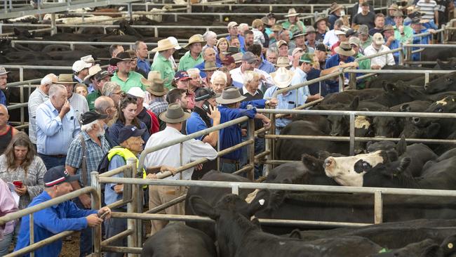 LIVESTOCK: Yea Saleyards. Cattle sale.Yea Saleyards. Cattle sale.PICTURED: Yea Saleyards. Cattle sale. Generic cattle sale. Stock Photo.Picture: Zoe Phillips