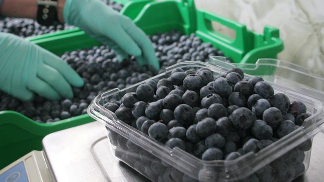 Overworked and underpaid: Pacific Islander workers worked 36 days straight and were underpaid $14,700 on a NSW blueberry farm, according to a Fair Work Ombudsman report, released today. Picture: News Corp Australia