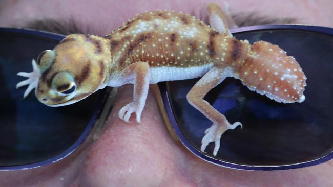 Leonie Hoswell with a gecko. Picture: Ian Svegovic