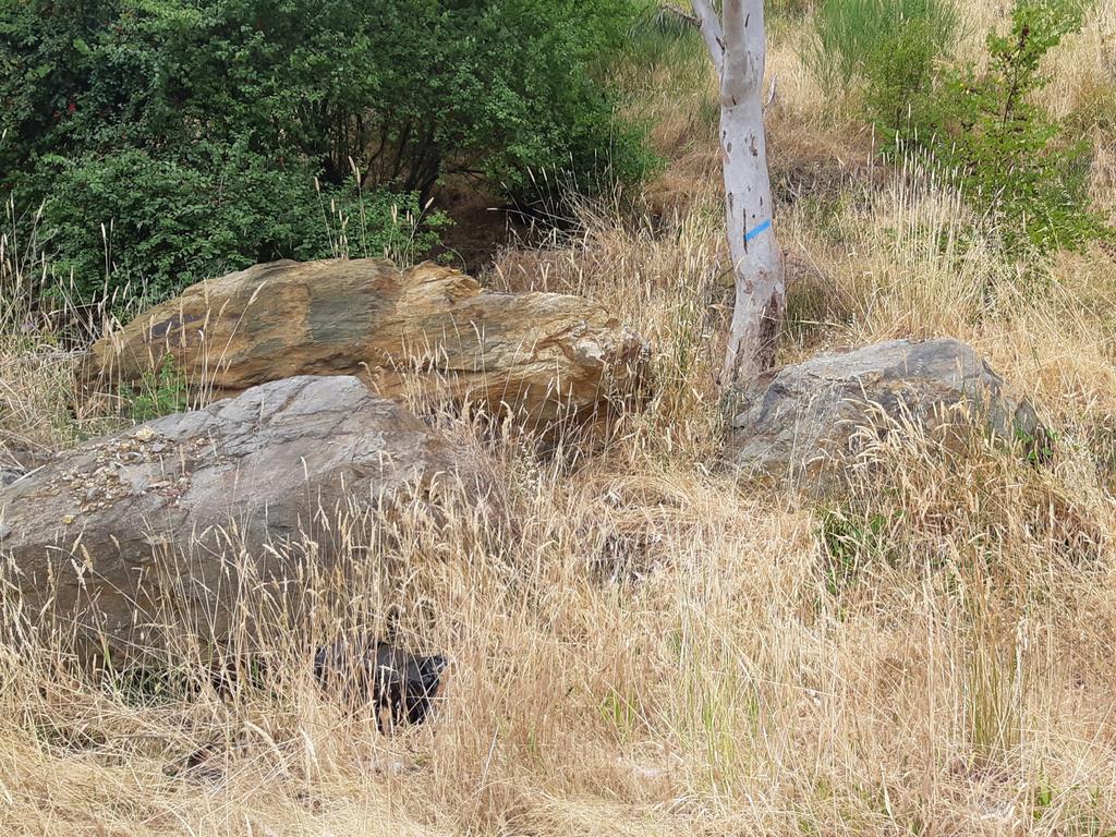 SA Police noticed a cardboard box along Gorge Road in Millbrook. Picture: RSPCA South Australia