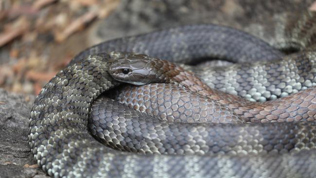 Experts have encouraged Australians to refresh their first aid skills. Picture: Australian Reptile Park