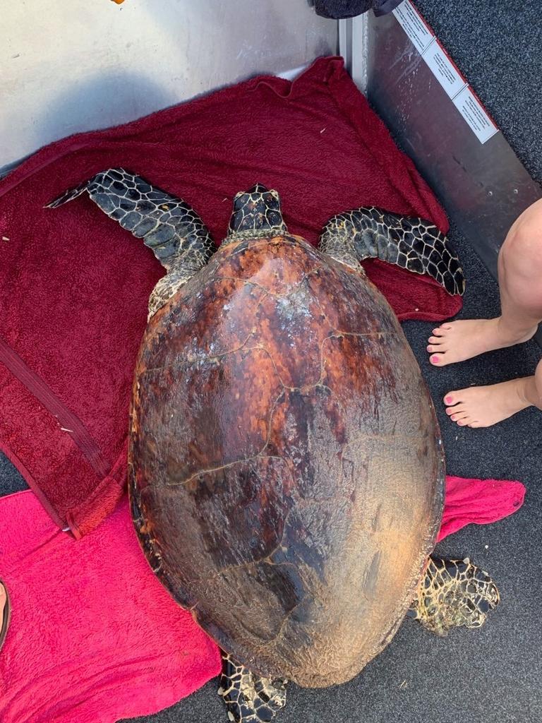 Sick hawksbill sea turtle rescued from middle of Daintree River | The ...