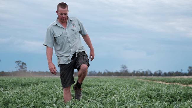 Chinchilla farmer Terry O'Leary inspecting his crop of watermelons. Picture: Matthew Newton