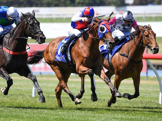 Aussie Nugget will appreciate the big surrounds of the Flemington track.