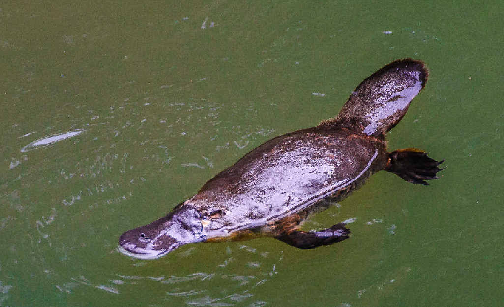 Platypus project extended after sightings identify habitat | The Courier  Mail