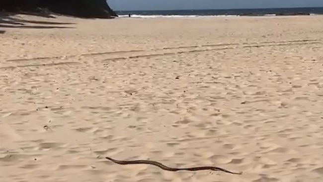 A red-bellied black snake makes its way up to the vegetation near the surf patrol tower at Hungry Head, Urunga.