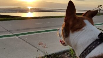 A dog off leash area will be trialled along the Brighton/Sandgate foreshore next year. Picture: Renee McKeown