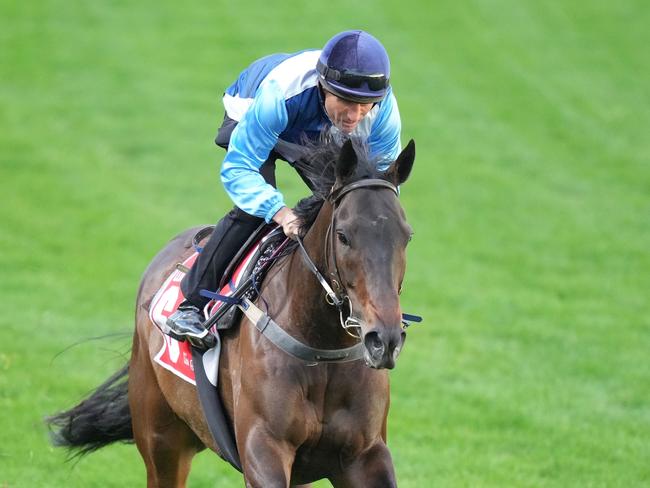 Duais ridden by Damien Oliver during Breakfast With The Best trackwork at Moonee Valley Racecourse on October 24, 2023 in Moonee Ponds, Australia. (Photo by Scott Barbour/Racing Photos via Getty Images)