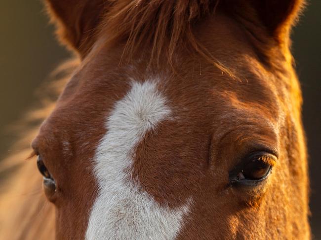 ‘Poor bugger had nowhere to go’: Horse killed in horrific crash