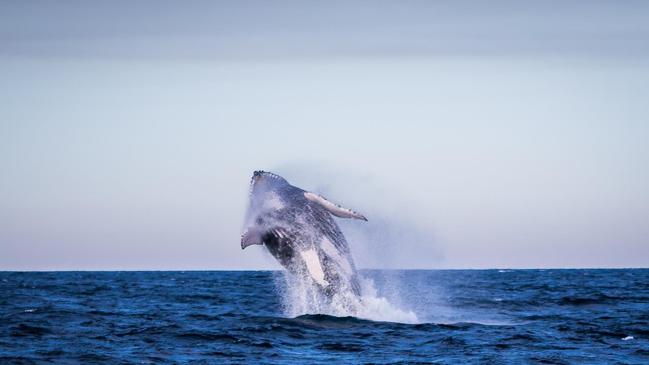 A humpback whale breaching during a whale watching session with Jetty Dive, captured by Bryce Forrest.