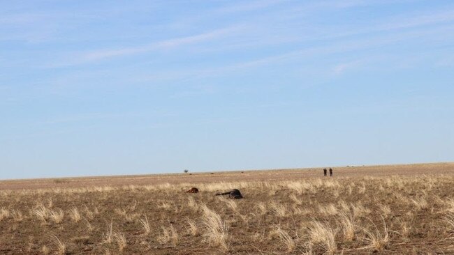 Some of the horses that were found dead on a property 60km north of Longreach. Photo Supplied QLD Police