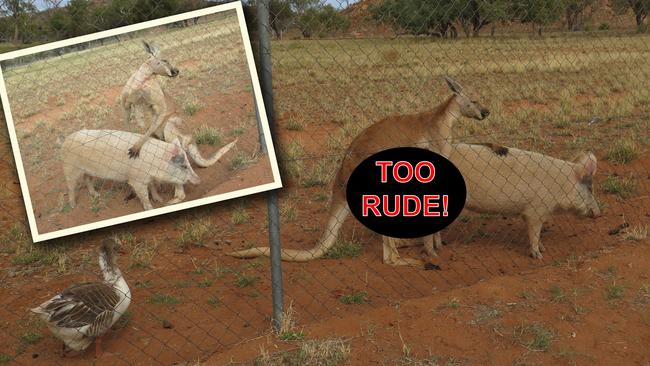 A large male kangaroo called “F**K It” and a pig named Apples that live together in Aileron share a rather special relationship. PICTURE: Ryan Frazer