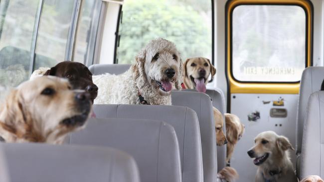 Are we there yet? The lucky dogs ready for their big day out with Adelaide Dog Farm Days. Picture: Brett Hartwig