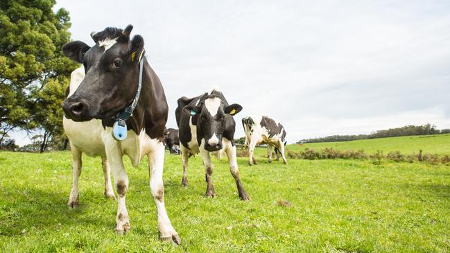 Verdant dairy country in Corangamite, near Timboon.