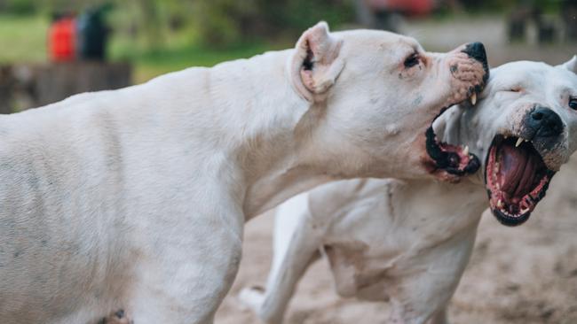 Two Dogo Argentino dogs playing together outdoors