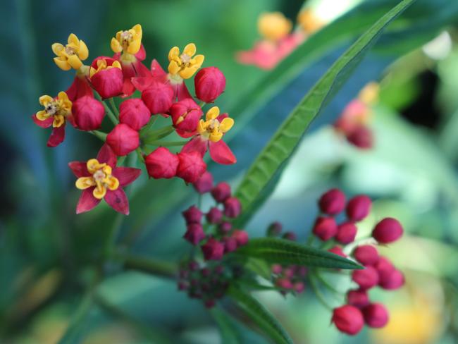 Flowers in the garden. Picture: SnapSydney