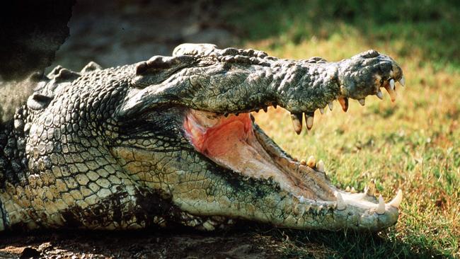 Video: Crocodile caught in the waves at beach north of Townsville ...