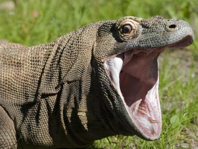 Komodo dragon in Indonesia.