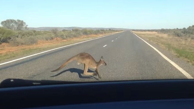 There have been over 500 serious injury crashed involving kangaroos in NSW.