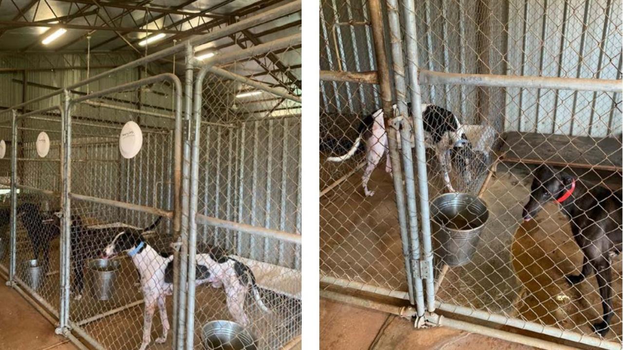 An NT investigation into the Darwin Greyhound Association in 2021 found a third of the dogs' kennels were non-compliant with minimum size requirements.