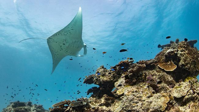 Lady Elliot Island is also famed for its squadrons of manta rays that have made the surrounding reef their home. Picture: Supplied