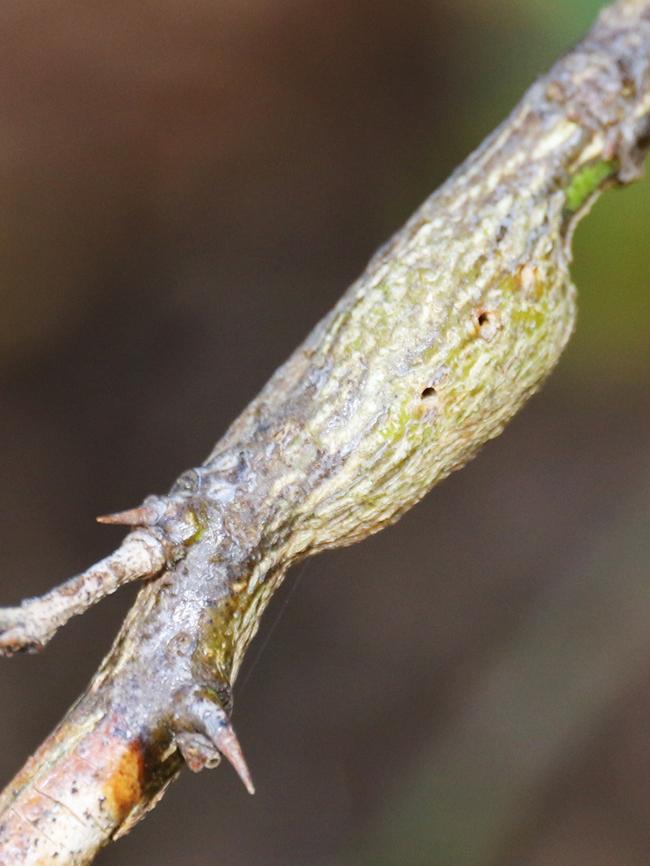 A citrus stem with a swelling created by the citrus gall wasp. Picture: Malcolm Campbell