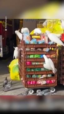 Cockatoos swarm bread delivery