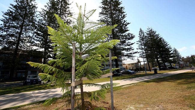 Norfolk Pine trees previously planted at Marine Parade, Miami. Picture: David Clark