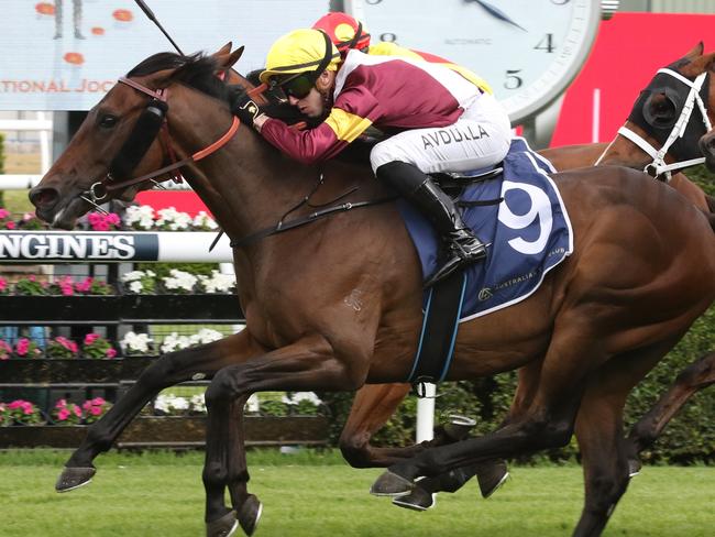 Colour Sergeant can begin his march towards the Big Dance with victoiry in Sunday's Nowra Cup. Picture: Grant Guy