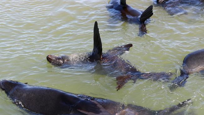 24.8.2017.Fisherman Zane Skrypek catches fish for bait for cray fishermen and the upcoming lobster season, his catch has been affected. For two years Coorong fishers have been competing with aggressive seals stealing their catch and at the moment there's not end in sight. THe Department's plan to make underwater fire crackers available as a seal deterrent is still yet to come to fruition, despite them meant to become available in Autumn.Seals at the Murray Mouth. pic tait schmaal.