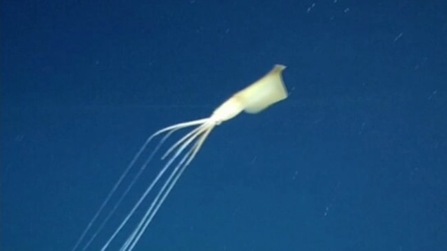 Ultra rare bigfin squid spotted in Oz for first time | Herald Sun