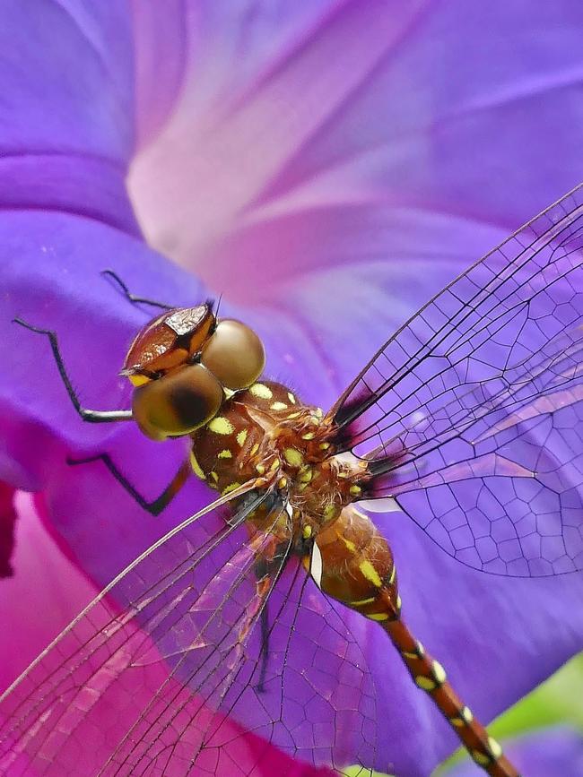 "Guidance", a forest darner dragonfly on a Morning Glory flower in Carlingford. Picture: Steve Paterson