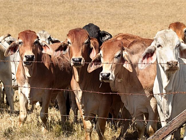 Line of cows lined up along an old barb wire fence on beef cattle ranch in rural Australia