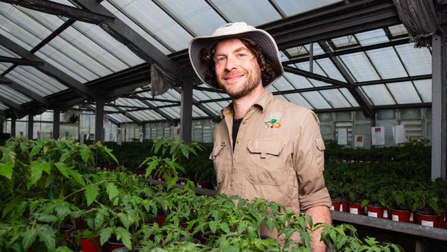 Nursery Horticulturist Vito Andolini at the Royal Botanical Gardens with tomato seedlings that are ready to go on sale. Picture: Linda Higginson