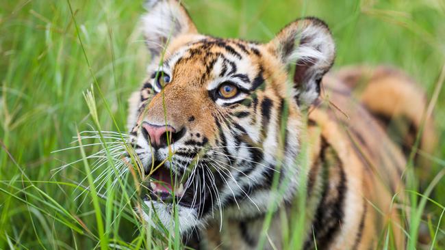 One of the tigers that lives at Dreamworld’s Tiger Island Picture: Nigel Hallett.