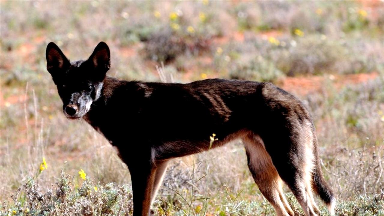 Vic causes a ‘surge’ in wild dogs in SA